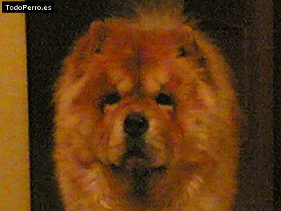 La foto del perro Lyon Foto del perro Lyon