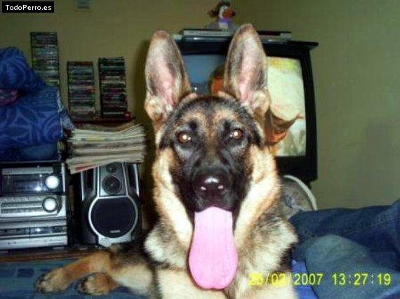 Foto del perro Rayza