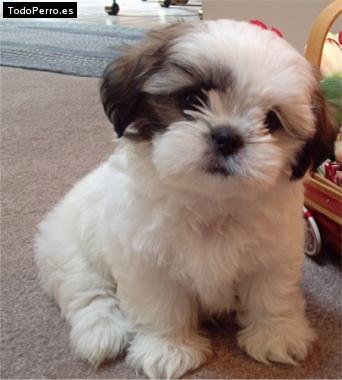 Foto del perro Chikitin