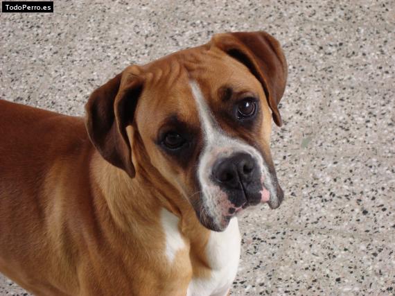 Foto del perro Cali