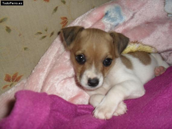 Foto del perro Chica