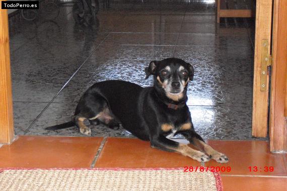Foto del perro Curro