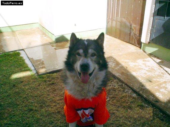 Foto del perro Rocco