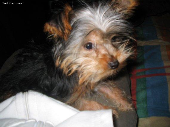 La foto del perro Lipi Foto del perro Lipi