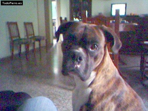 Foto del perro Rocco