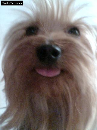 La foto del perro