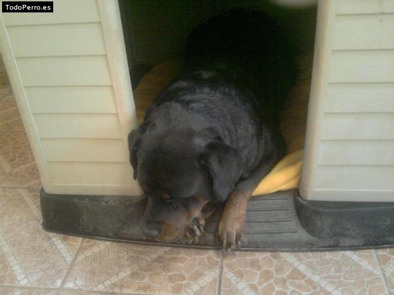 La foto del perro