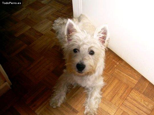 Foto del perro Emma