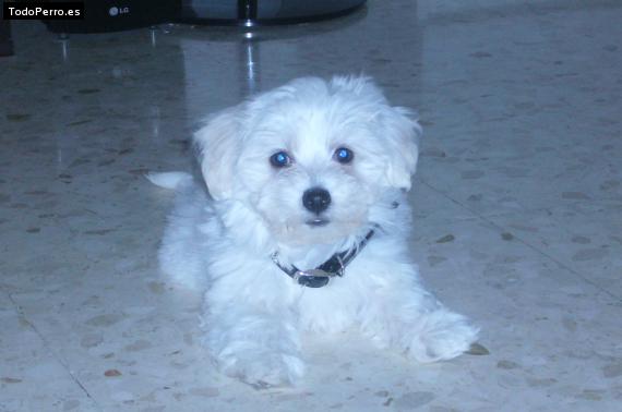 Foto del perro Tim