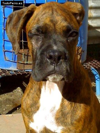 La foto del perro Dingo Foto del perro Dingo