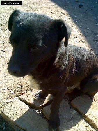 La foto del perro Chucho Foto del perro Chucho