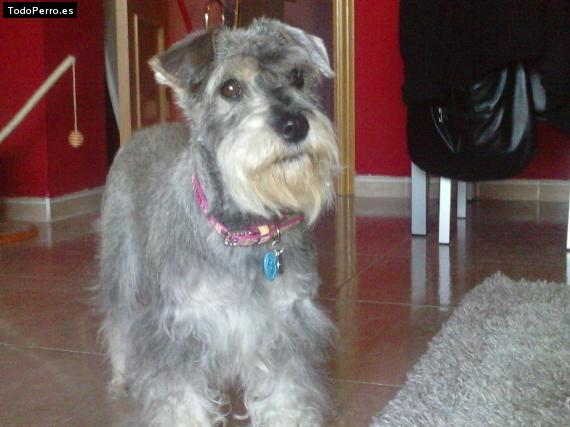 La foto del perro