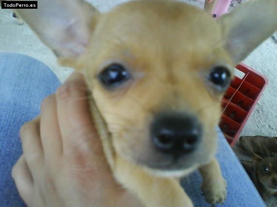 Foto del perro Chaso