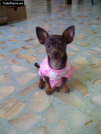 Foto del perro Casey