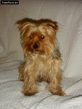 La foto del perro Danko Foto del perro Danko