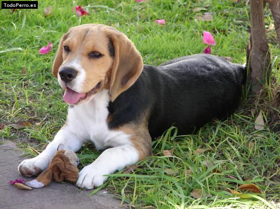 La foto del perro