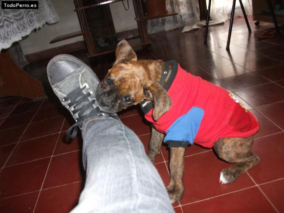 Foto del perro Jade
