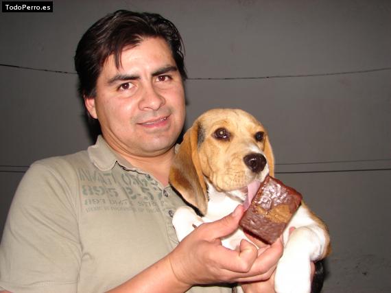 La foto del perro