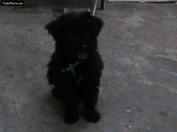 Foto del perro Doki