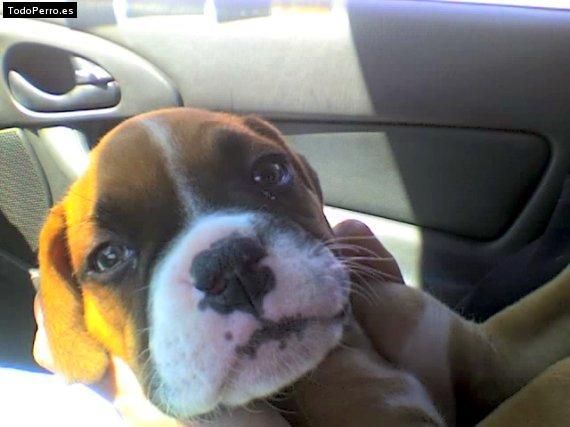 Foto del perro Madox