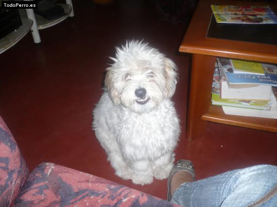 Foto del perro Wimpy
