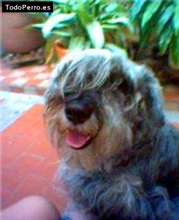 Foto del perro Sasha