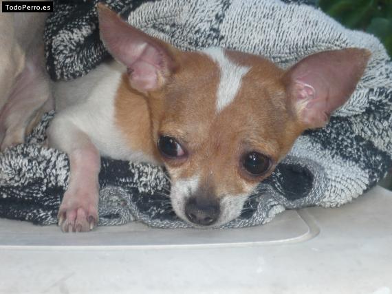 Foto del perro Chui