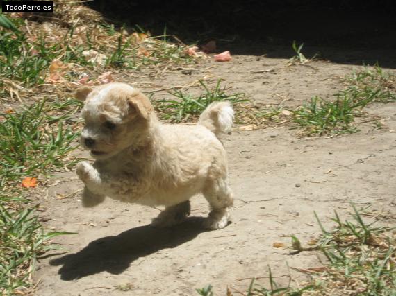 Foto del perro Rokanrola