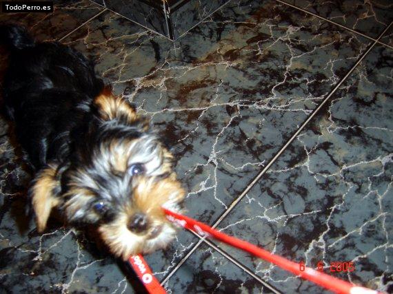 La foto del perro Duna Foto del perro Duna