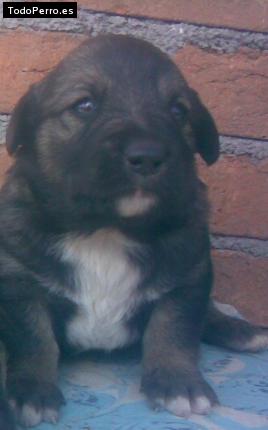 Foto del perro Lilus
