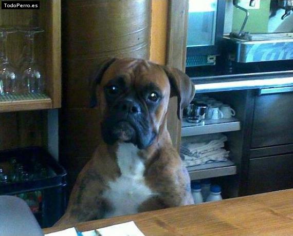 Foto del perro Rex