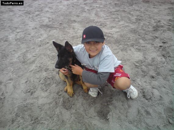 Foto del perro Roy