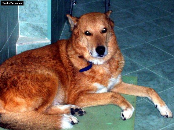 La foto del perro Chuki Foto del perro Chuki