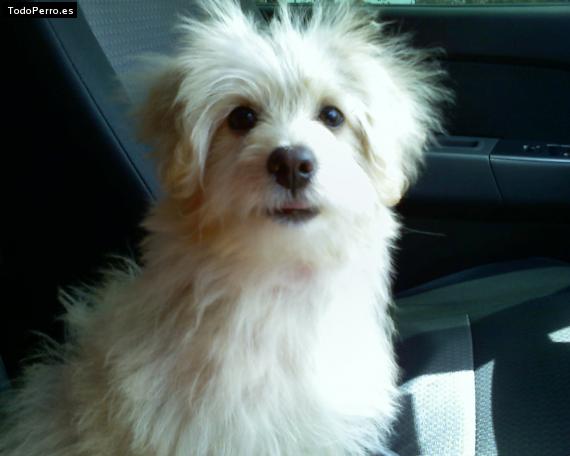 Foto del perro Rey santana