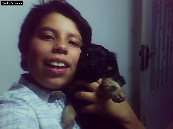 Foto del perro Clifort