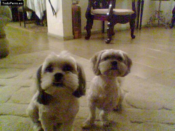 Foto del perro Hummer y maia