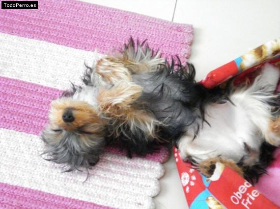 La foto del perro