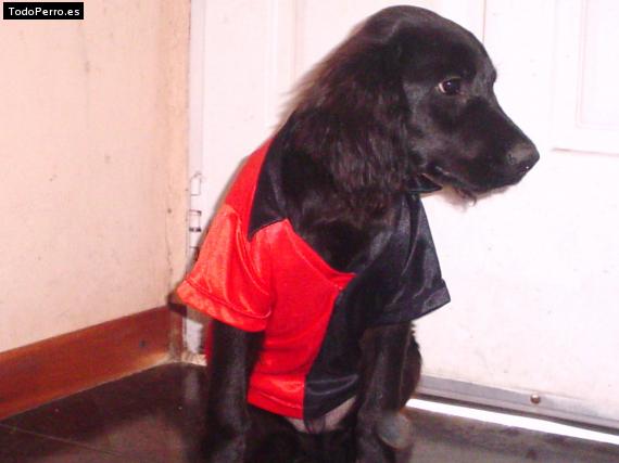 Foto del perro Tomy