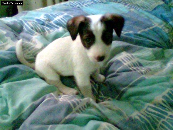 Foto del perro Snoopy