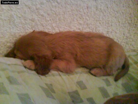 Foto del perro Rey