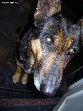 La foto del perro Dahya Foto del perro Dahya