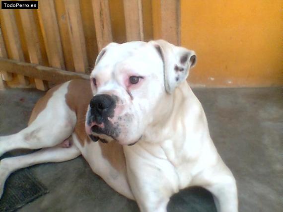 Foto del perro Jagger