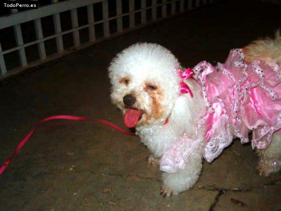 Foto del perro Samuelina