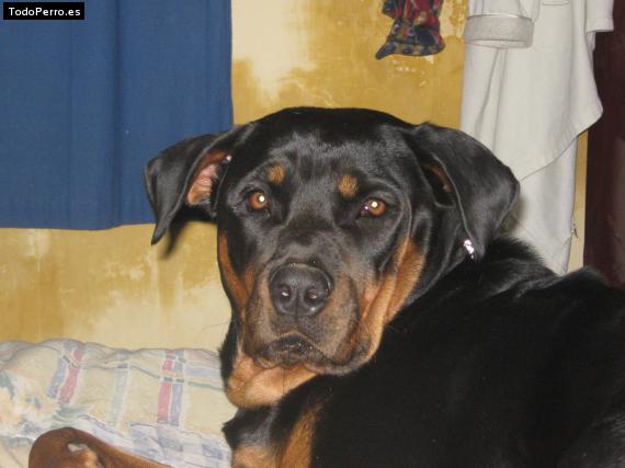 La foto del perro
