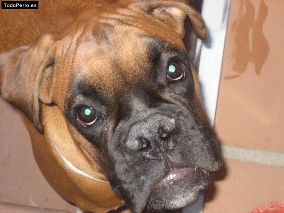Foto del perro Chulo