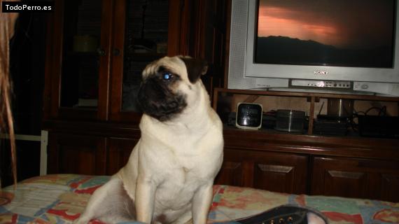 La foto del perro