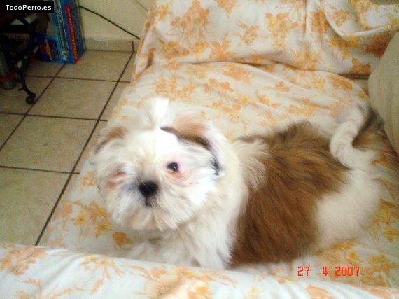 Foto del perro Candy