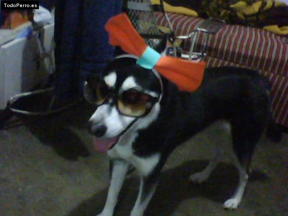Foto del perro Mikaela