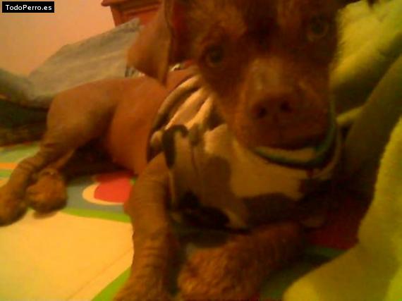 Foto del perro Ringo