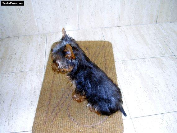 La foto del perro Inara Foto del perro Inara